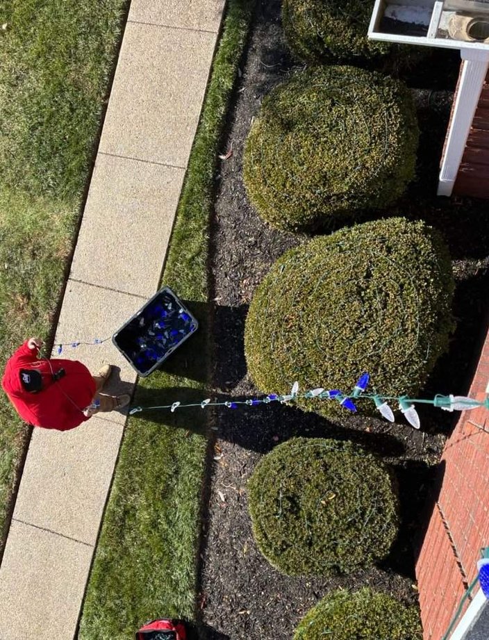 christmas light installer wrapping bushes overhead