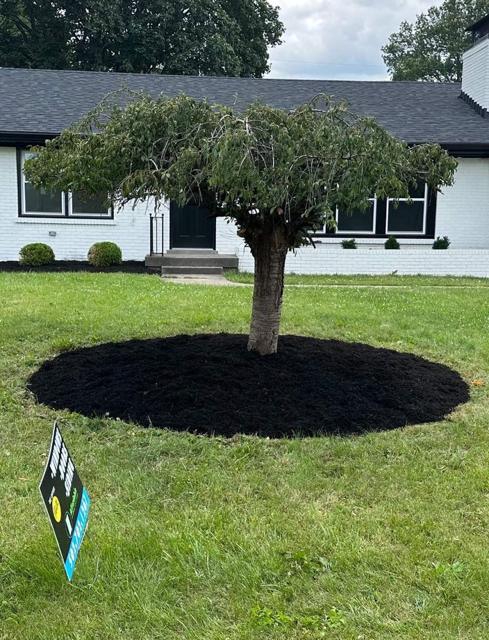 mulch installation tree ring